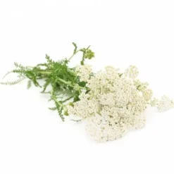 Online Achillée Millefeuille - Bien-Être Du Cheval·Plantes Pour Chevaux