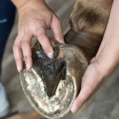 Sale Bactifongic Pâte Fibrée Bio Argile Verte Force 4 Produits De Soin Sabots