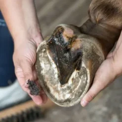 Sale Bactifongic Pâte Fibrée Bio Argile Verte Force 4 Produits De Soin Sabots