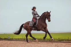 Hot Bandes de polo Silver Cloud - Bandages