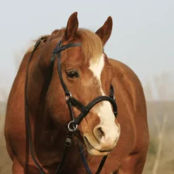Clearance Bride sans mors Side pull Bridons Et Brides·Filet Sans Mors