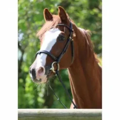 Best Bridon Disco - - Galon noir Bridons Et Brides·Bridon Licol|Bridons Et Brides·Bridon Cuir