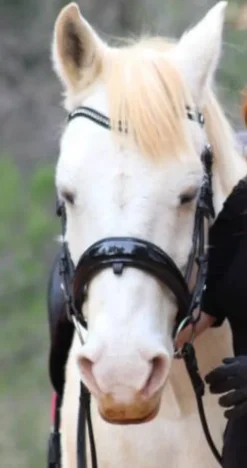 New Bridon filet dressage anatomique muserolle suédois Bridons Et Brides·Bridon Anatomique|Bridons Et Brides·Bridon Cuir