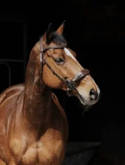 Online Bridon Hackamore Bridons Et Brides·Filet Sans Mors|Bridons Et Brides·Bridon Cuir