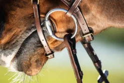 Sale Bridon Techno muserolle anatomique en Y Bridons Et Brides·Bridon Anatomique|Bridons Et Brides·Bridon Cuir