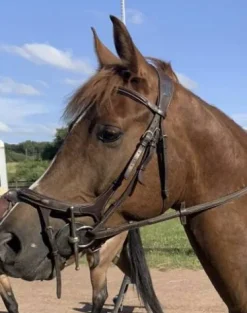 Bridon ikonic avec rênes Bridons Et Brides·Bridon Cuir