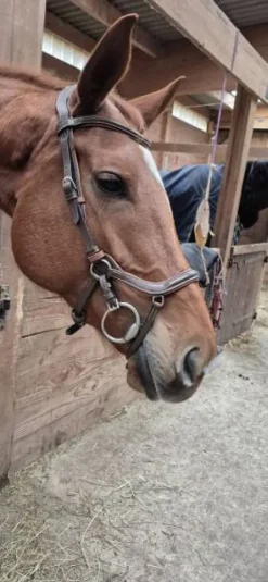 Sale Bridon one Bridons Et Brides·Bridon Cuir