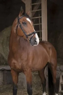 New Bridon pro fin - Bridons Et Brides·Bridon Cuir