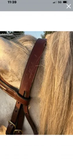 New Bridon équipe emporio Bridons Et Brides·Bridon Cuir