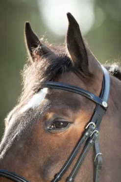 Best Bridon Regular Bridons Et Brides·Bridon Cuir