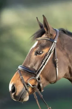 Outlet Bridon Shiny Bridons Et Brides·Bridon Cuir