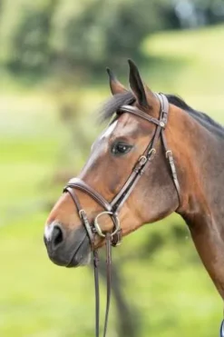 Outlet Bridon Technical Bridons Et Brides·Bridon Licol|Bridons Et Brides·Bridon Cuir