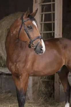 Online Bridon vague - Bridons Et Brides·Bridon Cuir