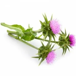 New Chardon Marie - 1Kg - Drainage Du Cheval·Drainage Des Reins|Drainage Du Cheval·Drainage Du Foie