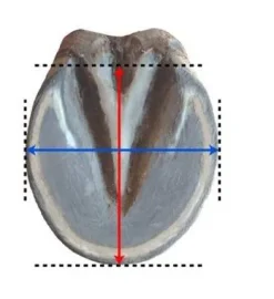 Hot Chausson FLOATING BOOTS TRAINER Hipposandales