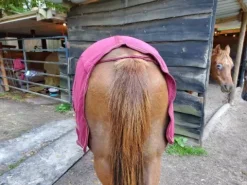 Best chemise sechante teddy Félix bulher Chemises Cheval