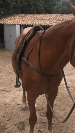 Online Collier de chasse Enrênements·Collier De Chasse