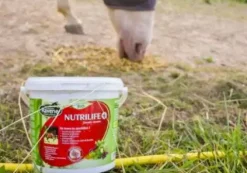 Online Complément alimentaire pour cheval Nutrilife + - Laboratoire Forme Et Performances·Vitamines Et Minéraux