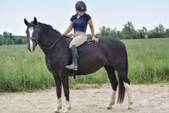 New Convertisseur de bride de muserolle sans mors Bridons Et Brides·Filet Sans Mors