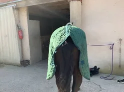 Clearance couverture d'écurie etat neuf 155 cm Couvertures Cheval