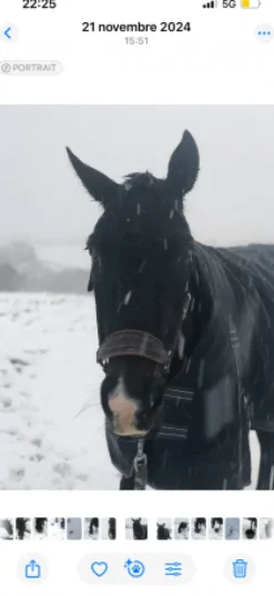 Hot Couverture imperméable 100g Couvertures Cheval