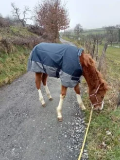 Online Couverture poney/poulain Couvertures Cheval