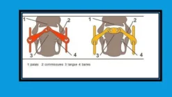 New DB Maillechort Baucher Mors Et Embouchures