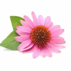 Online Echinacée feuilles 1kg - Bien-Être Du Cheval·Plantes Pour Chevaux|Comportements·Système Immunitaire