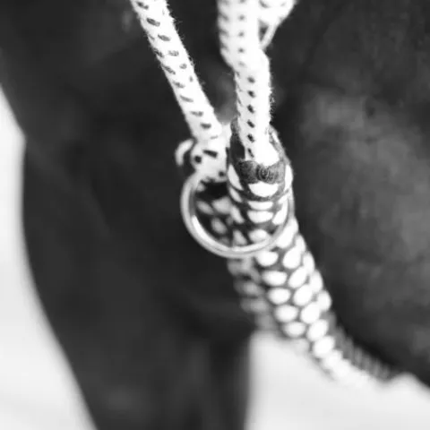 New Enrênement corde - Corde en coton tressé Enrênement Pour Longer