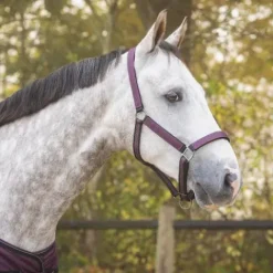 Discount Ensemble licol et longe AW25 - - Rembourré Licols Et Longes