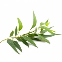 Sale Eucalyptus Appareil Respiratoire·Difficultés Respiratoires|Appareil Respiratoire·Toux Et Irritations