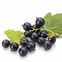 Outlet Feuilles de cassis Membres·Articulations|Bien-Être Du Cheval·Plantes Pour Chevaux