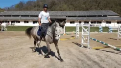 Hot Filet Bridons Et Brides·Bridon Cuir