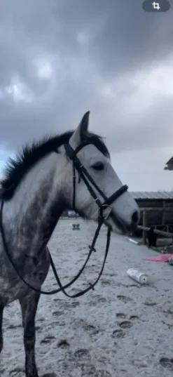 Best Filet complet Bridons Et Brides·Bridon Cuir