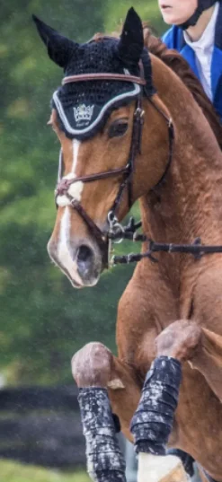 Sale Filet havane cheval Bridons Et Brides·Bridon Cuir