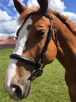 Best filet noir taille cheval Bridons Et Brides·Bridon Cuir