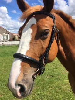 Best filet noir taille cheval Bridons Et Brides·Bridon Cuir