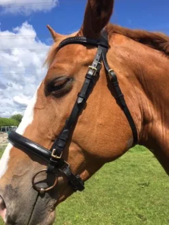 Best filet noir taille cheval Bridons Et Brides·Bridon Cuir
