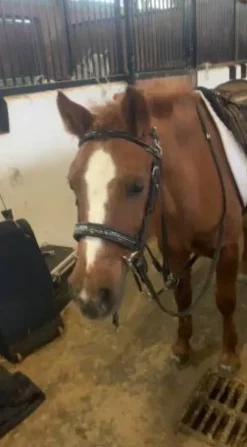 Filet Penelope Bridons Et Brides·Bridon Cuir