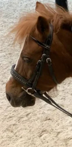 Filet Penelope Bridons Et Brides·Bridon Cuir