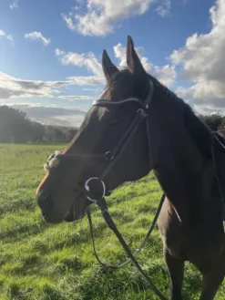 Clearance Filet équipe havane Bridons Et Brides·Bridon Cuir