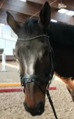 Online Filet Schockemohle Bridons Et Brides·Bridon Cuir