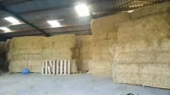 Foin bottes carrées sans poussière Fourrages·Foin