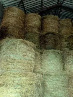 Discount Foin prairie naturelle 2024 Fourrages·Foin