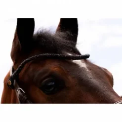 Outlet Frontal disco à pression - - cuir tanné végétal Bridons Et Brides·Frontal