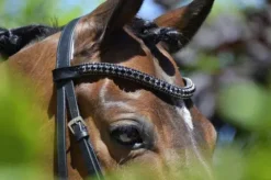 Frontal en strass noir Bridons Et Brides·Frontal