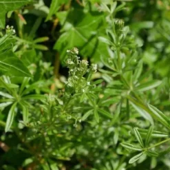 Best Gaillet gratteron 1kg - Bien-Être Du Cheval·Plantes Pour Chevaux