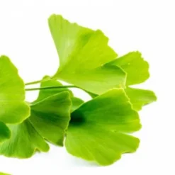 Hot Ginkgo Biloba - Bien-Être Du Cheval·Plantes Pour Chevaux