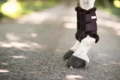 New Guêtres de dressage Moonless Night - Guêtres De Dressage|Guêtres