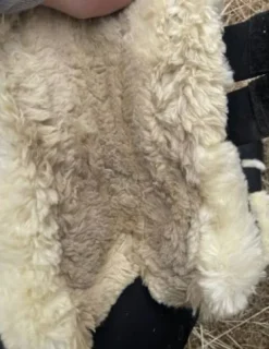 guêtres kentucky mouton Guêtres